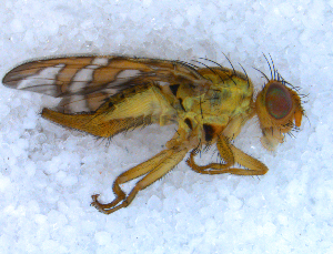 ( - DNA 20090712-03)  @14 [ ] Copyright (2010) B.T. Reijnen NCB Naturalis