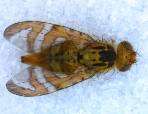  ( - DNA 20090712-03)  @14 [ ] Copyright (2010) B.T. Reijnen NCB Naturalis