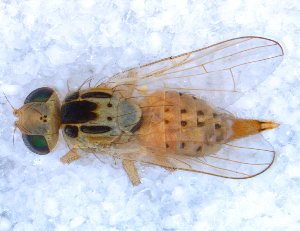  ( - DNA 20090717-20)  @15 [ ] Copyright (2010) B.T. Reijnen NCB Naturalis