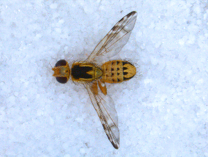  ( - DNA 20090718-11)  @12 [ ] Copyright (2010) B.T. Reijnen NCB Naturalis