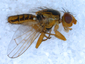  ( - DNA 20090718-40)  @13 [ ] Copyright (2010) B.T. Reijnen NCB Naturalis