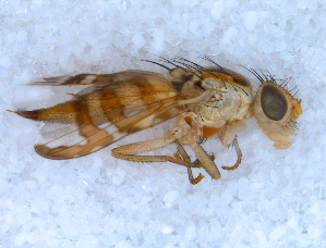  ( - DNA 20090721-11)  @13 [ ] Copyright (2010) B.T. Reijnen NCB Naturalis