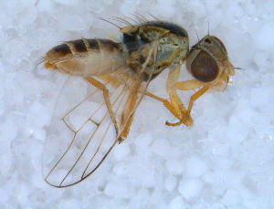  ( - DNA 20090721-20)  @13 [ ] Copyright (2010) B.T. Reijnen NCB Naturalis