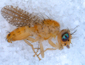  ( - DNA 20090724-02)  @14 [ ] Copyright (2010) B.T. Reijnen NCB Naturalis