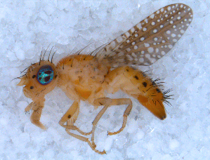  (Paracanthella - DNA 20090725-01)  @14 [ ] Copyright (2010) B.T. Reijnen NCB Naturalis