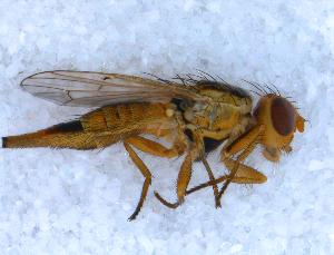  ( - DNA 20090727-01)  @14 [ ] Copyright (2010) B.T. Reijnen NCB Naturalis