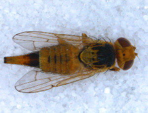  ( - DNA 20090727-01)  @14 [ ] Copyright (2010) B.T. Reijnen NCB Naturalis