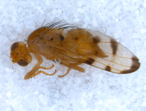  ( - DNA 20090728-01)  @12 [ ] Copyright (2010) B.T. Reijnen NCB Naturalis