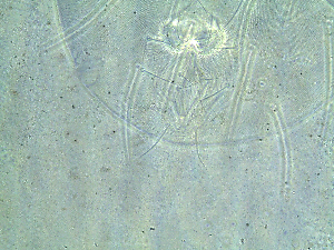  ( - Celvk)  @11 [ ] Unspecified (default): All Rights Reserved (2019) Haseena Bhaskar Kerala Agricultural University