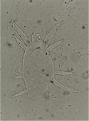  ( - Celvk)  @11 [ ] Unspecified (default): All Rights Reserved (2019) Haseena Bhaskar Kerala Agricultural University