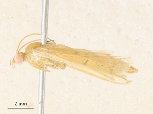  ( - CBG-A36809-H06)  @11 [ ] CreativeCommons - Attribution Share - Alike (2024) CBG Photography Group Centre for Biodiversity Genomics