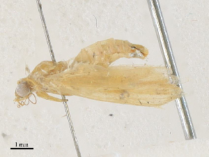  ( - CBG-A38402-F06)  @11 [ ] CreativeCommons - Attribution Share - Alike (2024) CBG Photography Group Centre for Biodiversity Genomics