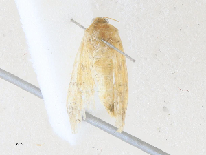  ( - CBG-A38402-F10)  @11 [ ] CreativeCommons - Attribution Share - Alike (2024) CBG Photography Group Centre for Biodiversity Genomics