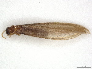  ( - CBG-A40084-H10)  @11 [ ] CreativeCommons - Attribution Share-Alike (2024) CBG Photography Group Centre for Biodiversity Genomics