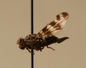  (Pseudotephritis millepunctata - ZMMU AIS000047)  @11 [ ] Unspecified (default): All Rights Reserved  Unspecified Unspecified