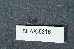  ( - BHAK-05316)  @11 [ ] CreativeCommons - Attribution No Derivatives (2018) Hakai Institute Hakai Institute