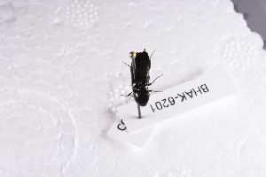  ( - BHAK-06201)  @11 [ ] CreativeCommons - Attribution No Derivatives (2018) Hakai Institute Hakai Institute