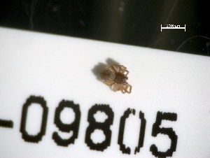  ( - BHAK-09805)  @11 [ ] CreativeCommons - Attribution No Derivatives (2018) Hakai Institute Hakai Institute