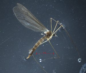  (Tricyphona septentrionalis - BHAK-14025)  @11 [ ] CreativeCommons Attribution Non-Commercial No Derivatives (2024) Matt Lemay Hakai Institute