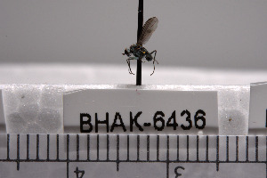  ( - BHAK-06436)  @12 [ ] CreativeCommons - Attribution No Derivatives (2018) Hakai Institute Hakai Institute