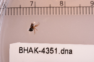  ( - BHAK-04351)  @11 [ ] CreativeCommons - Attribution No Derivatives (2018) Hakai Institute Hakai Institute