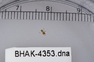  ( - BHAK-04353)  @11 [ ] CreativeCommons - Attribution No Derivatives (2018) Hakai Institute Hakai Institute