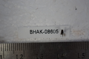 ( - BHAK-08605)  @12 [ ] CreativeCommons - Attribution No Derivatives (2018) Hakai Institute Hakai Institute