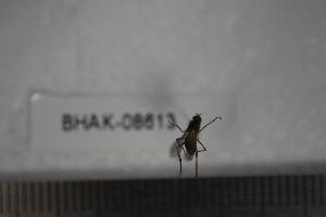  ( - BHAK-08613)  @11 [ ] CreativeCommons - Attribution No Derivatives (2018) Hakai Institute Hakai Institute