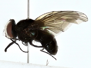  ( - BIOUG85476-C06)  @11 [ ] CreativeCommons - Attribution (2022) CBG Photography Group Centre for Biodiversity Genomics