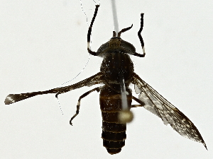  (Haematopota gracilicornis - BIOUG91374-C01)  @11 [ ] CreativeCommons - Attribution (2022) CBG Photography Group Centre for Biodiversity Genomics