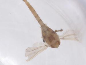  ( - CBG-B00237-B09)  @11 [ ] CreativeCommons - Attribution Share - Alike (2025) Centre for Biodiversity Genomics Centre for Biodiversity Genomics