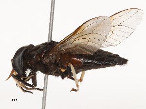  ( - CBG-B03167-B01)  @11 [ ] CreativeCommons - Attribution Share - Alike (2025) CBG Photography Group Centre for Biodiversity Genomics