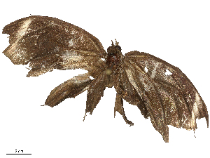  ( - CBG-B03167-B10)  @11 [ ] CreativeCommons - Attribution Share - Alike (2025) CBG Photography Group Centre for Biodiversity Genomics