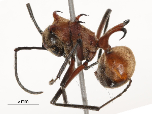  ( - CBG-B03167-C05)  @11 [ ] CreativeCommons - Attribution Share - Alike (2025) CBG Photography Group Centre for Biodiversity Genomics