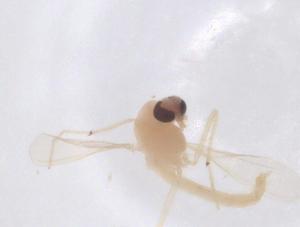  ( - CBG-B15263-G09)  @11 [ ] CreativeCommons - Attribution Share - Alike (2025) Centre for Biodiversity Genomics Centre for Biodiversity Genomics