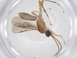  ( - CBG-B15264-G10)  @11 [ ] CreativeCommons - Attribution Share - Alike (2025) Centre for Biodiversity Genomics Centre for Biodiversity Genomics