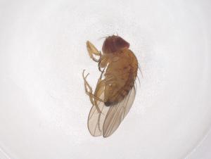  ( - CBG-B15265-A12)  @11 [ ] CreativeCommons - Attribution Share - Alike (2025) Centre for Biodiversity Genomics Centre for Biodiversity Genomics