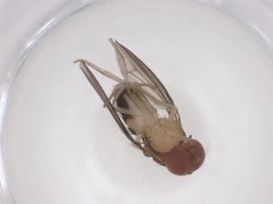  ( - CBG-B15265-C05)  @11 [ ] CreativeCommons - Attribution Share - Alike (2025) Centre for Biodiversity Genomics Centre for Biodiversity Genomics