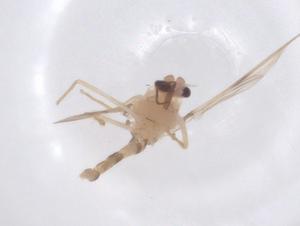  ( - CBG-B15266-F06)  @11 [ ] CreativeCommons - Attribution Share - Alike (2025) Centre for Biodiversity Genomics Centre for Biodiversity Genomics