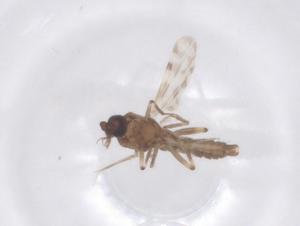  ( - CBG-B15315-D02)  @11 [ ] CreativeCommons - Attribution Share - Alike (2025) Centre for Biodiversity Genomics Centre for Biodiversity Genomics