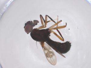  ( - CBG-B15711-C05)  @11 [ ] CreativeCommons - Attribution Share - Alike (2025) Centre for Biodiversity Genomics Centre for Biodiversity Genomics