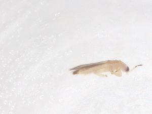  ( - CBG-B15714-B06)  @11 [ ] CreativeCommons - Attribution Share - Alike (2025) Centre for Biodiversity Genomics Centre for Biodiversity Genomics