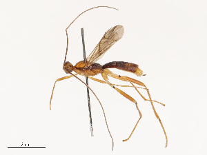  (Aleiodes mellificus - CBG-B15759-B03)  @11 [ ] CreativeCommons - Attribution Share - Alike (2025) CBG Photography Group Centre for Biodiversity Genomics