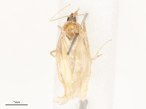 ( - CBG-B15759-C08)  @11 [ ] CreativeCommons - Attribution Share - Alike (2025) CBG Photography Group Centre for Biodiversity Genomics