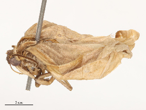  ( - CBG-B19974-E10)  @11 [ ] CreativeCommons - Attribution Share - Alike (2025) CBG Photography Group Centre for Biodiversity Genomics