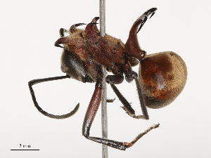  ( - CBG-B19977-A03)  @11 [ ] CreativeCommons - Attribution Share - Alike (2025) CBG Photography Group Centre for Biodiversity Genomics