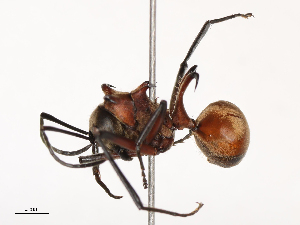  ( - CBG-B19977-A04)  @11 [ ] CreativeCommons - Attribution Share - Alike (2025) CBG Photography Group Centre for Biodiversity Genomics