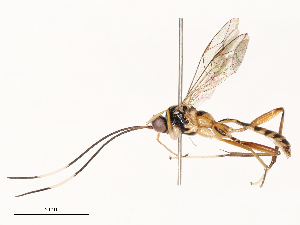  (Friona - CBG-B19978-E07)  @11 [ ] CreativeCommons - Attribution Share - Alike (2025) CBG Photography Group Centre for Biodiversity Genomics
