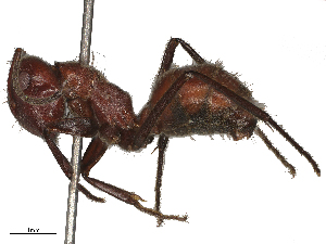  ( - CBG-B19978-F09)  @11 [ ] CreativeCommons - Attribution Share - Alike (2025) CBG Photography Group Centre for Biodiversity Genomics