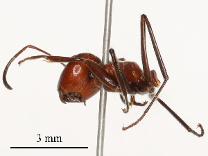  ( - CBG-B19979-A10)  @11 [ ] CreativeCommons - Attribution Share - Alike (2025) CBG Photography Group Centre for Biodiversity Genomics